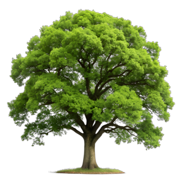 oak tree